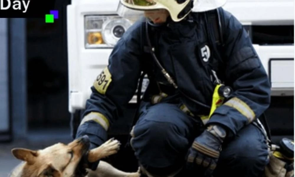 Πώς μπορείτε να προσεγγίσετε σωστά έναν σκύλο που επιβίωσε από την πυρκαγιά